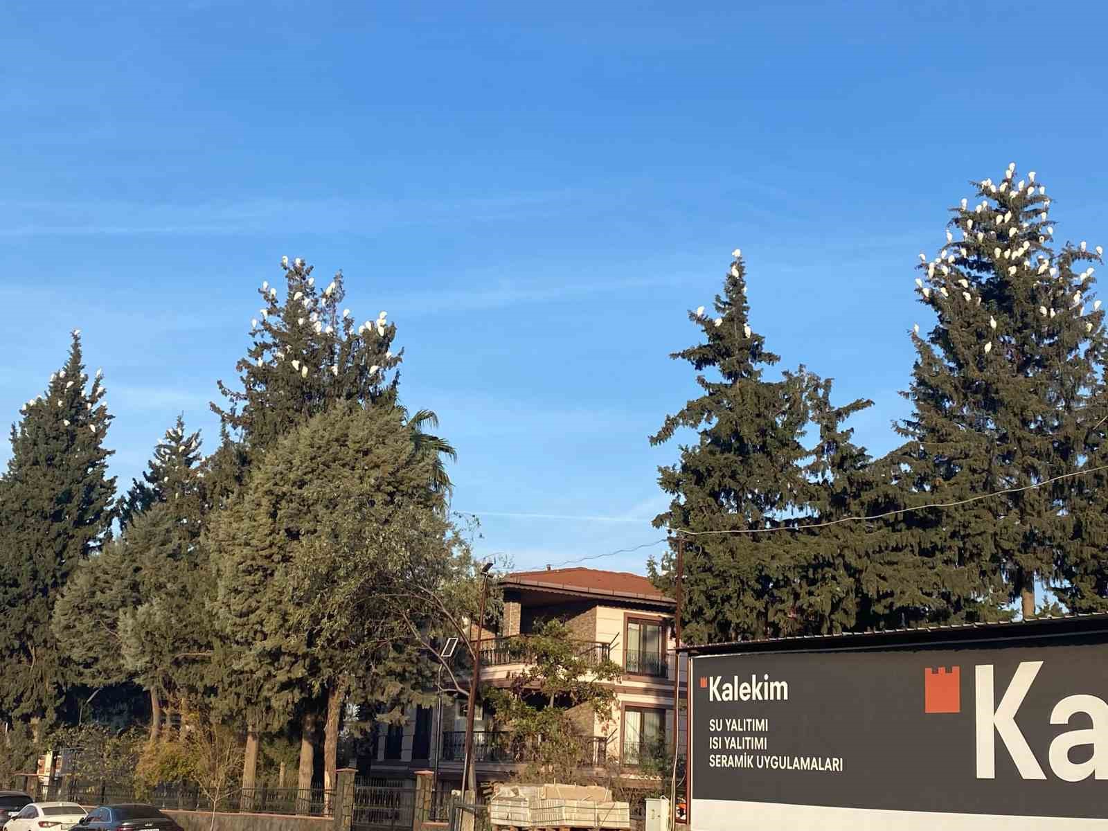 Osmaniye’de sığır balıkçıllarının kış konaklaması ilgi çekiyor