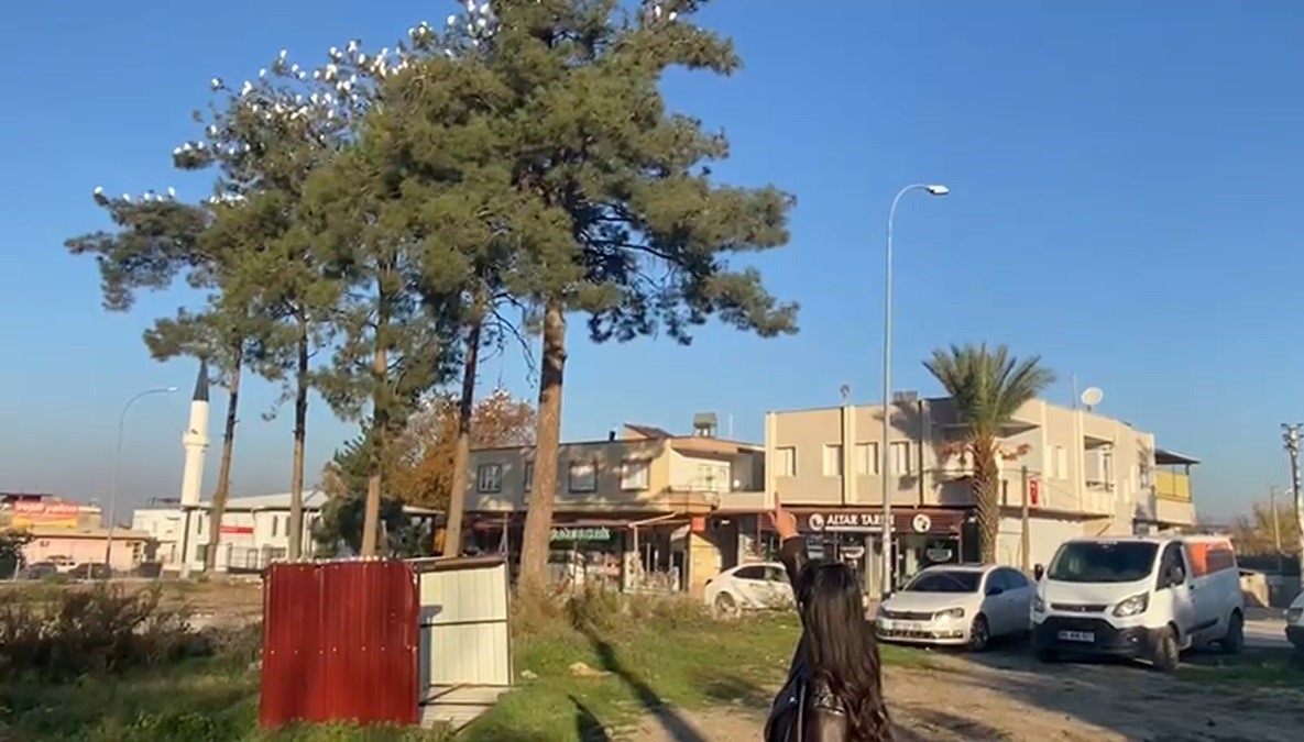 Osmaniye&rsquo;de sığır balık&ccedil;ıllarının kış konaklaması ilgi &ccedil;ekiyor
