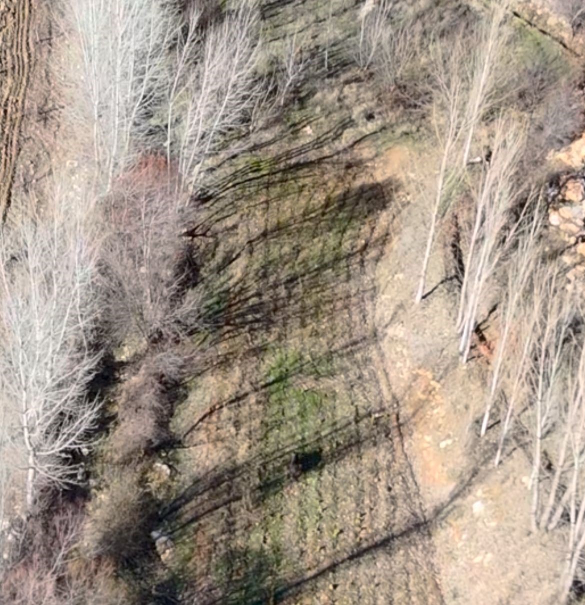 Nurhak&rsquo;ta yaban domuzu avı yapıldı
