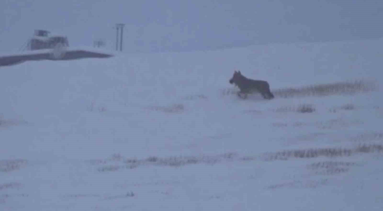 Doğa gezisinde kurtla karşılaştı, "Kurdu g&ouml;r&uuml;nce t&uuml;ylerim diken diken oldu" dedi
