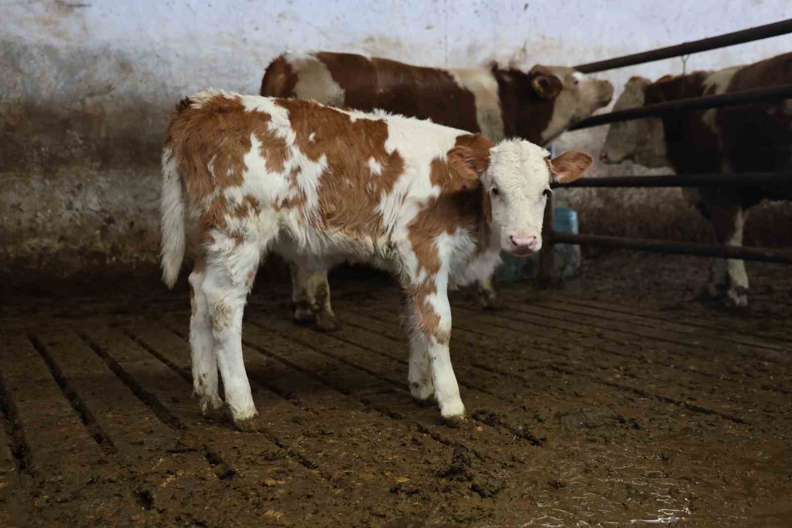 Yıl bitmeden gelen &ccedil;ifte mutluluk: &Uuml;reticinin ikiz buzağı sevinci
