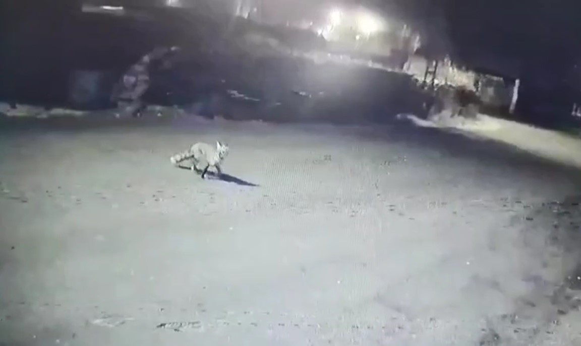 Kars&rsquo;ta kurtlar tilkiyi, k&ouml;pekler kurtları kovaladı
