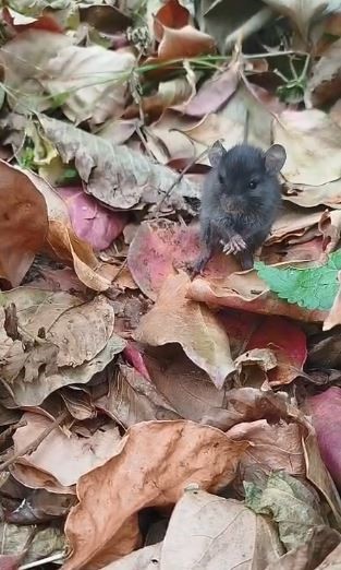 Tarla faresiyle kurduğu diyalog sosyal medyada ilgi &ccedil;ekti
