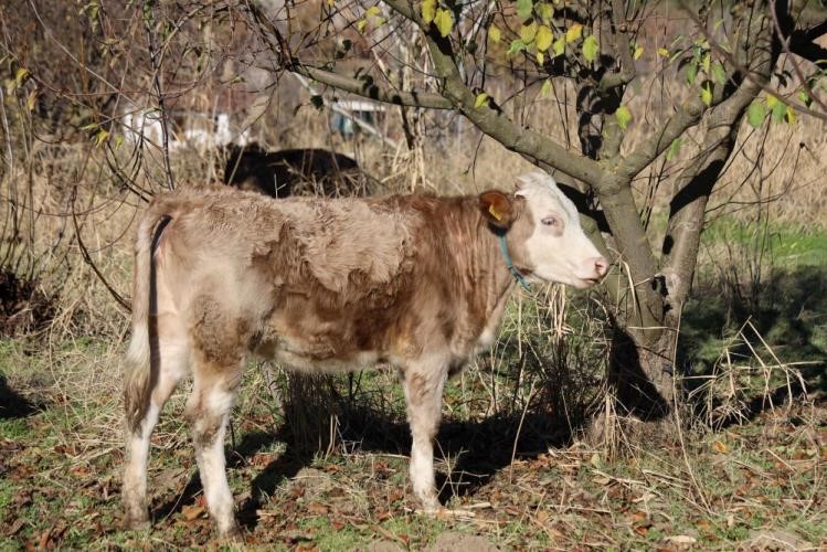 "Kırsalda bereket var" projesiyle &uuml;reticiye b&uuml;y&uuml;kbaş desteği
