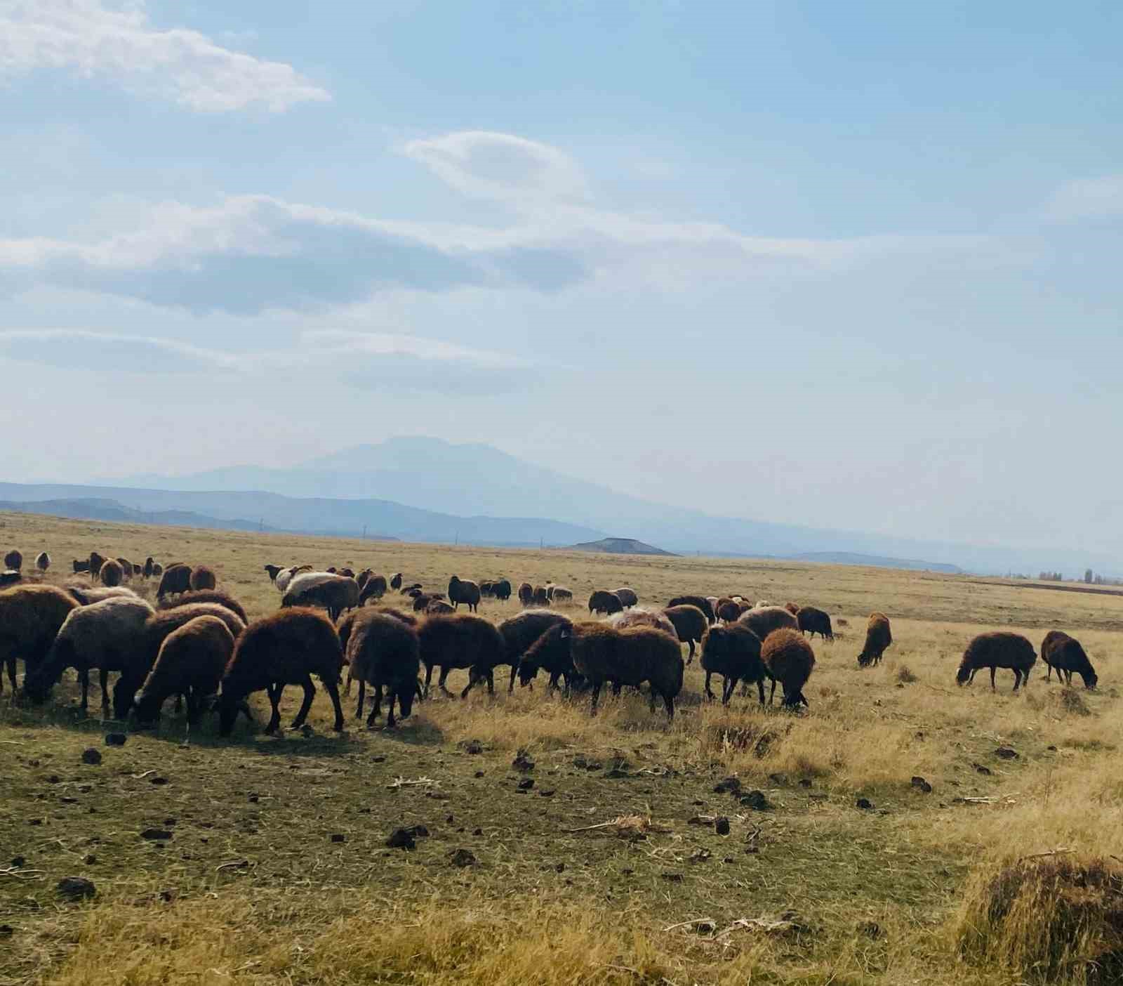 Ağrı’da ılıman iklim kış besicilerin yüzünü güldürdü