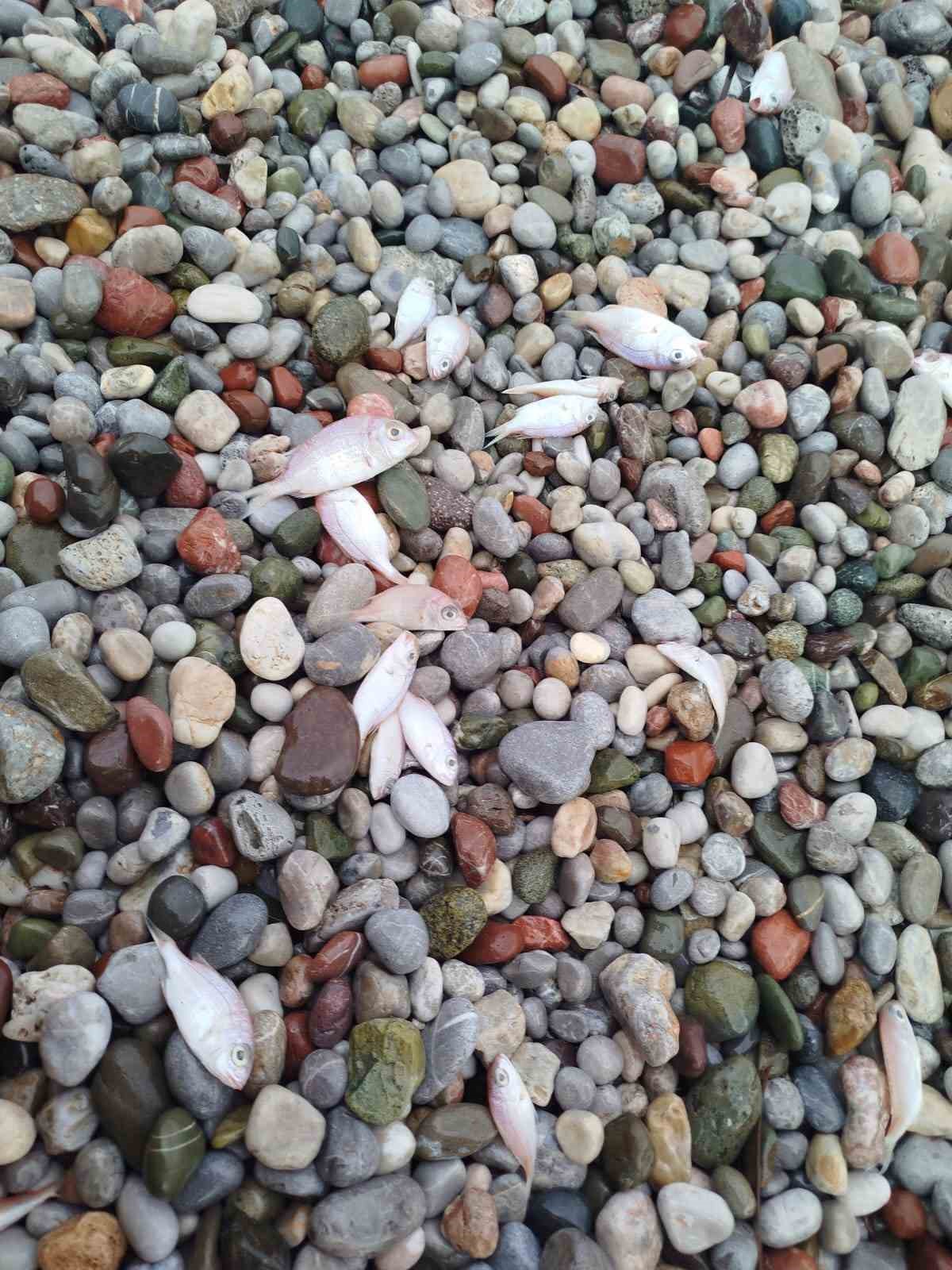 Dat&ccedil;a&rsquo;da sahilde g&ouml;r&uuml;len balık &ouml;l&uuml;mlerinde tehlikeli bir bulguya rastlanmadı
