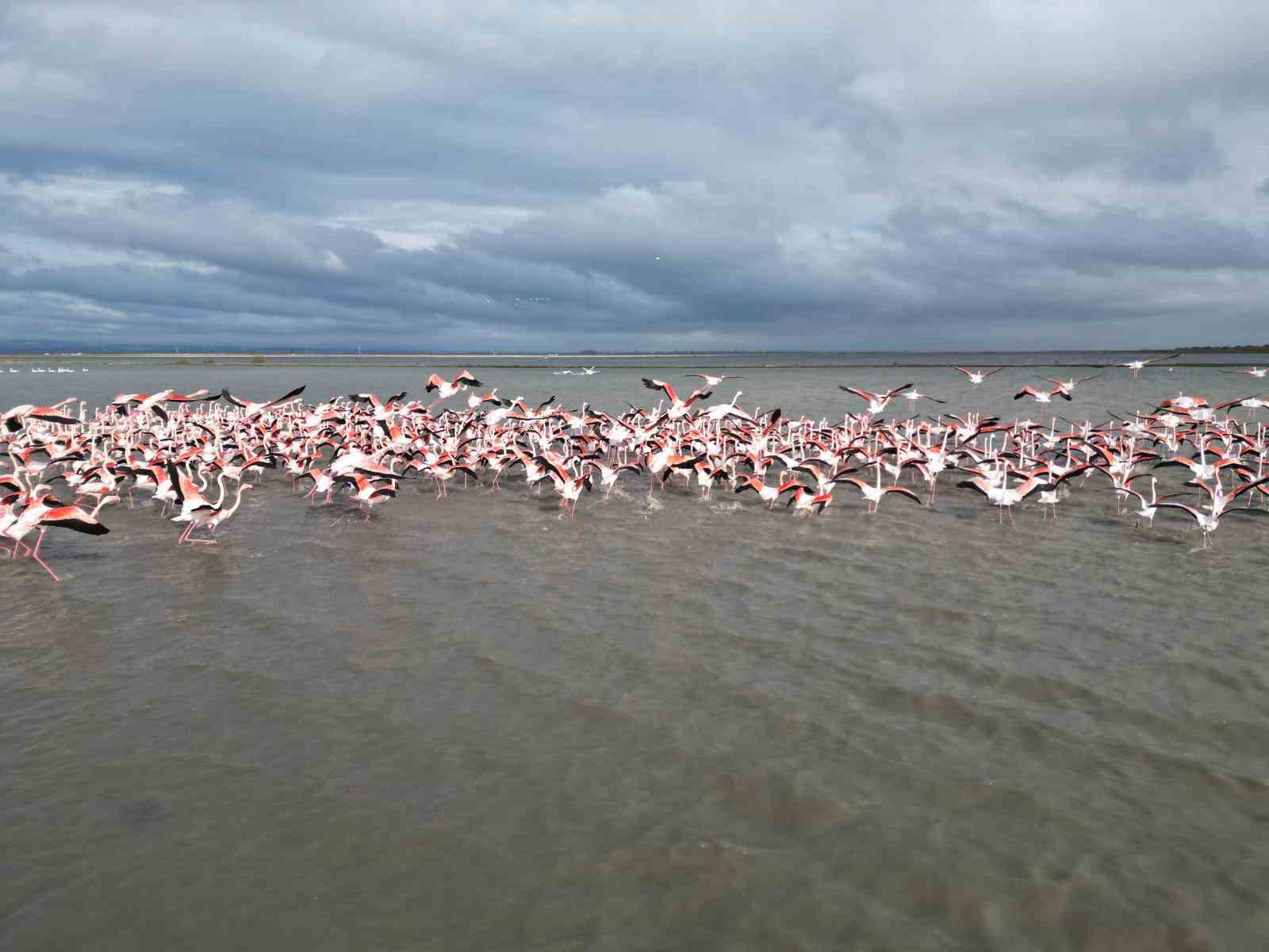 Enez Gala G&ouml;l&uuml; flamingolara ev sahipliği yapıyor
