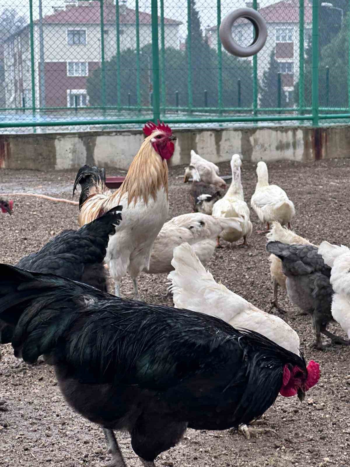 Buldan Gençlik Merkezinde mini hayvanat bahçesi kuruldu
