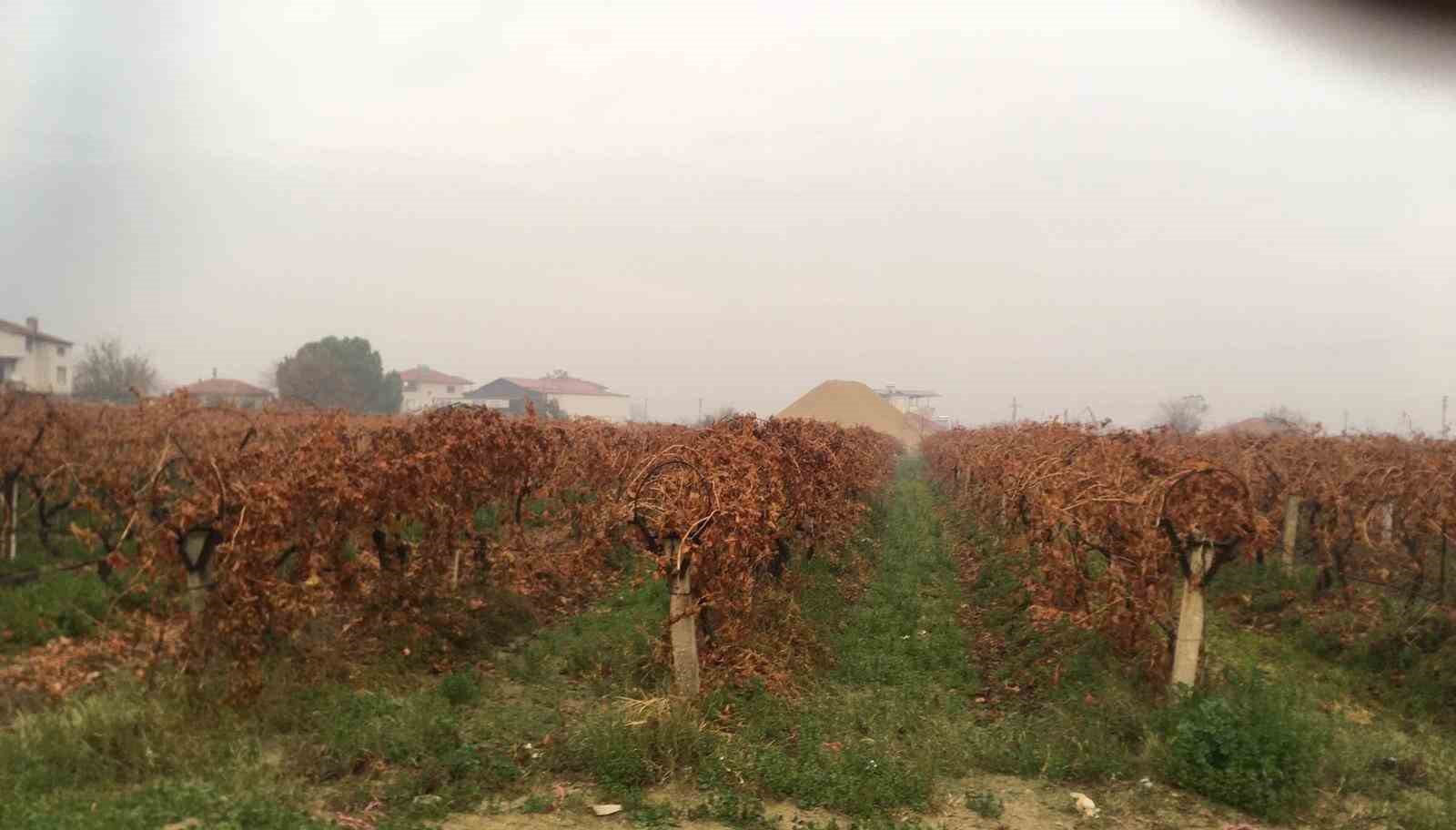 Sağanak yağmur çiftçileri sevindirdi