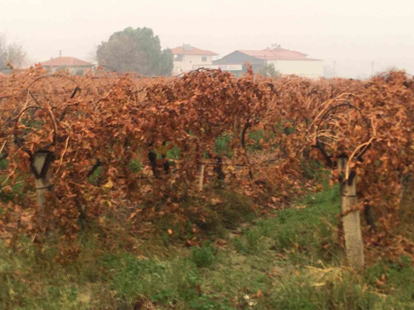 Sağanak yağmur çiftçileri sevindirdi