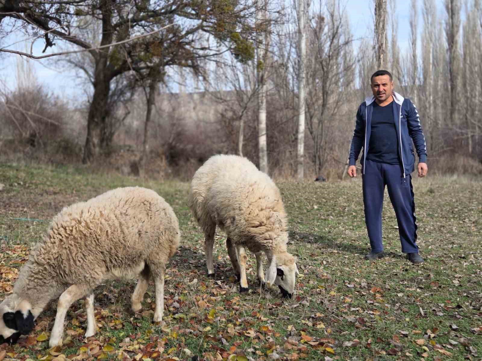 Kesmek için aldığı koyunlara şimdi antrenörlük yapıyor