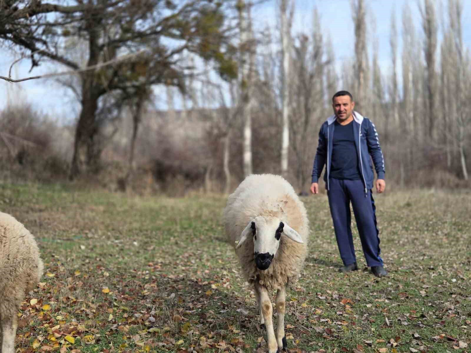 Kesmek i&ccedil;in aldığı koyunlara şimdi antren&ouml;rl&uuml;k yapıyor
