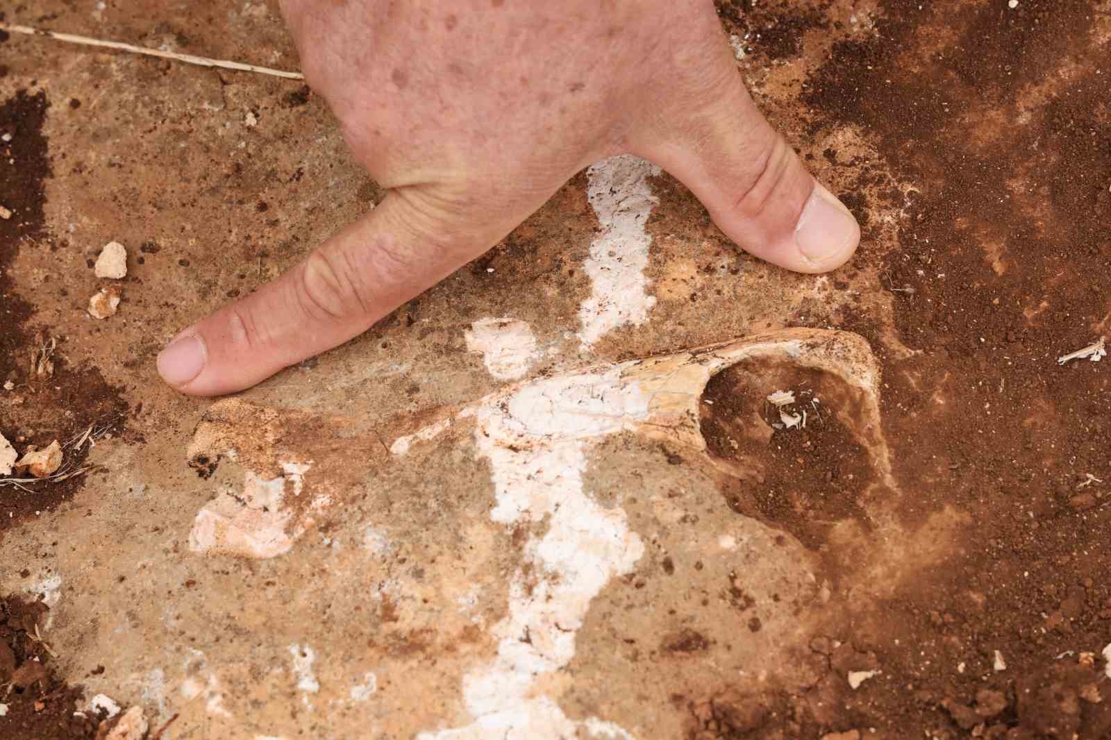 Diyarbakır’da yüz milyonlarca yıl önceye ait fosiller bulundu