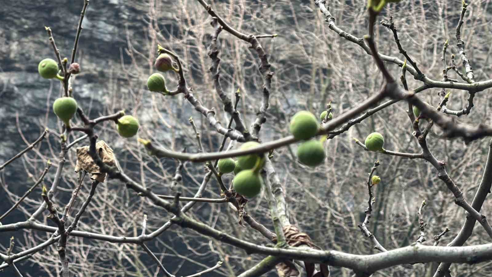 İncir ağacı Aralık ayında yeniden meyve verdi
