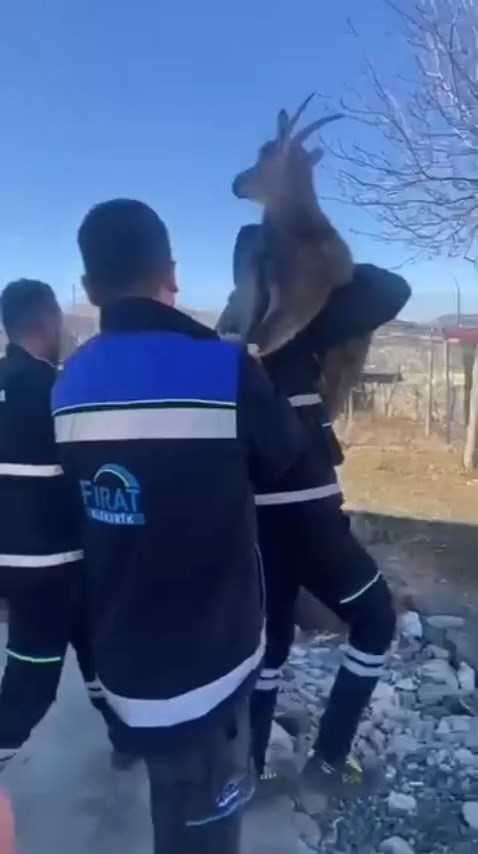 Bahçe çitine sıkışan yaban keçisini FEDAŞ ekipleri kurtardı