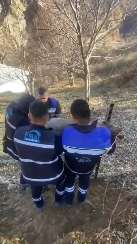 Bah&ccedil;e &ccedil;itine sıkışan yaban ke&ccedil;isini FEDAŞ ekipleri kurtardı
