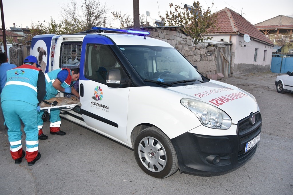 T&uuml;rkiye&rsquo;de ilk olan &rsquo;K&uuml;&ccedil;&uuml;k Dostlar Ambulansı&rsquo; ile 10 bin 280 can kurtarıldı
