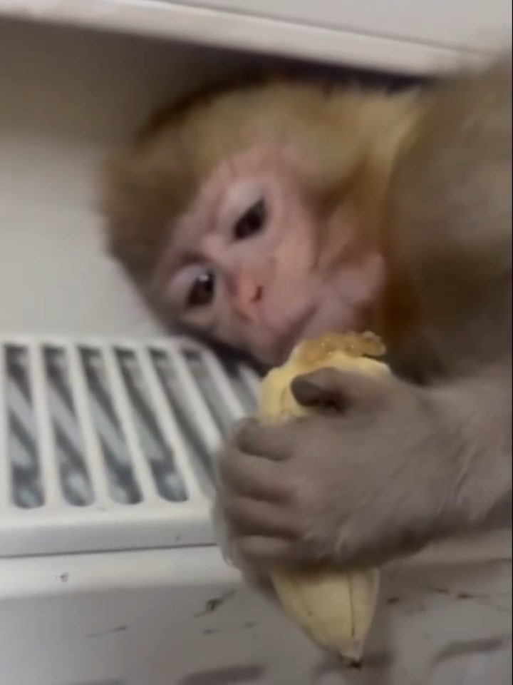 Elazığ&rsquo;da yakalanan maymun koruma altına alındı
