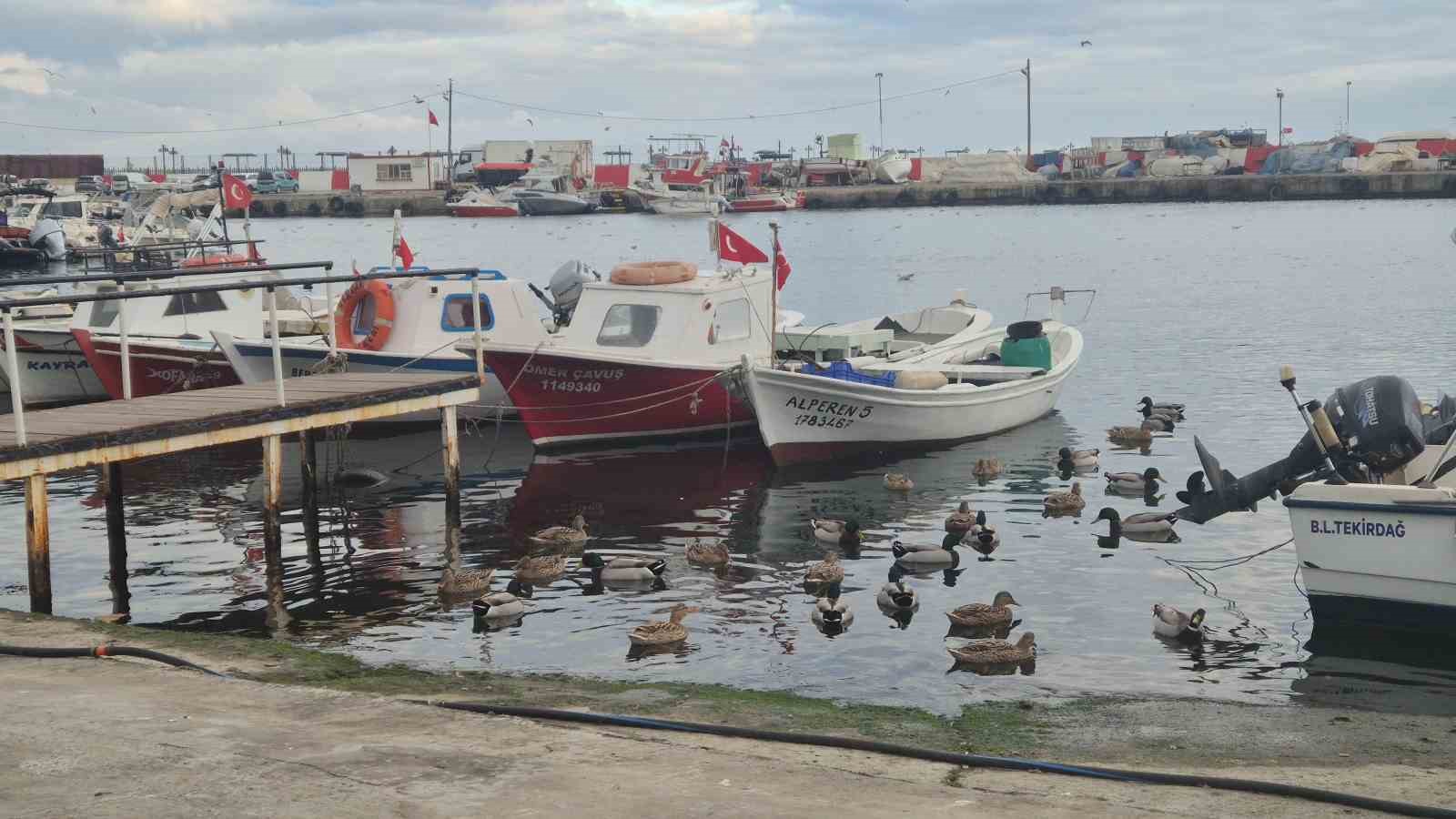 Limanın maskotu &ouml;rdekler
