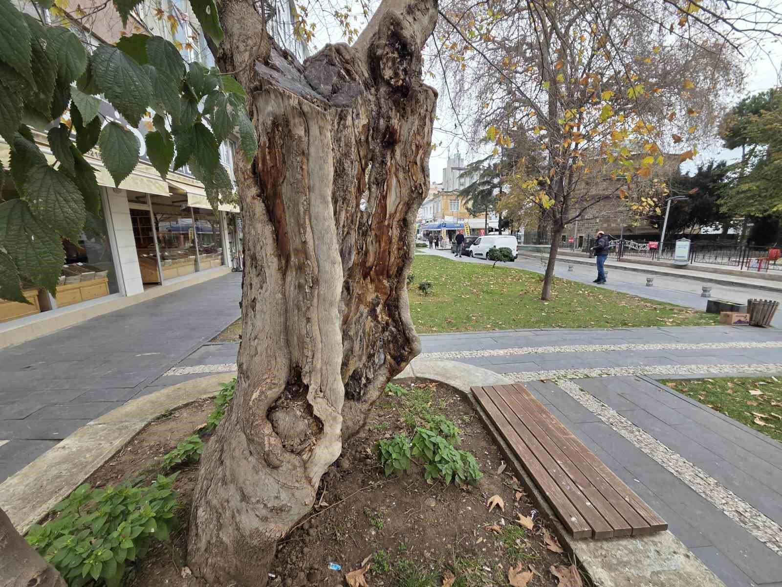 Şehirdeki 20 anıt ağaçtan biri olan çınar, gövdesi olmadan dış kabuğu üzerinde duruyor