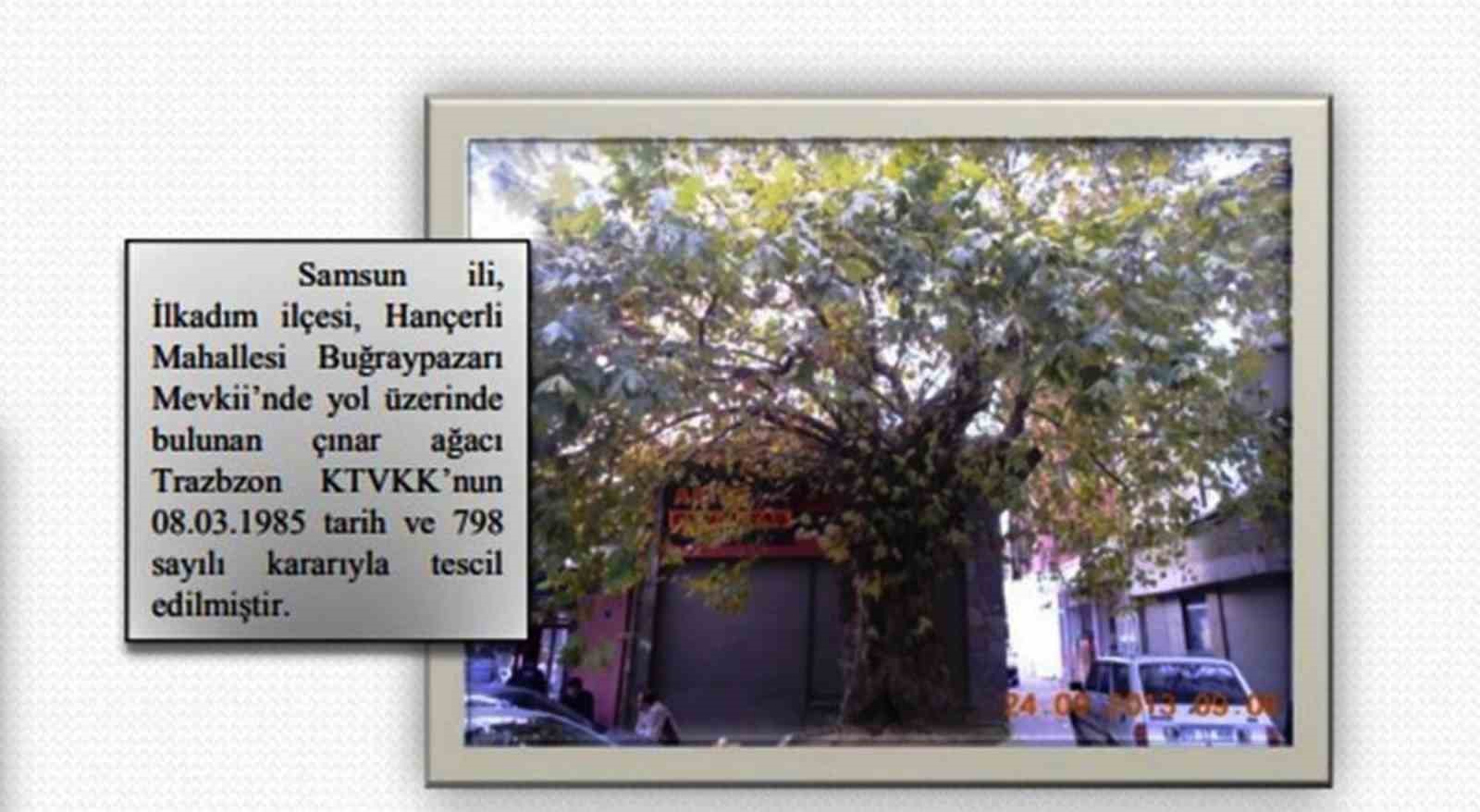 Şehirdeki 20 anıt ağa&ccedil;tan biri olan &ccedil;ınar, g&ouml;vdesi olmadan dış kabuğu &uuml;zerinde duruyor
