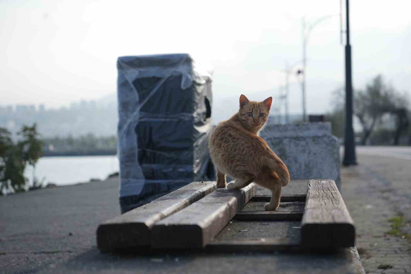 Samsun sahilinde kediler i&ccedil;in sıcak yuva
