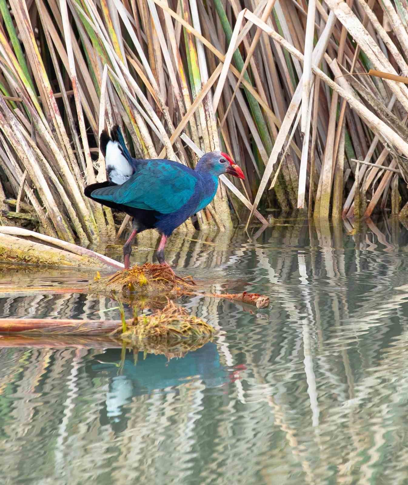 Nesli tehlikedeki ’saz horozu’ Göksu Deltası’nda görüntülendi
