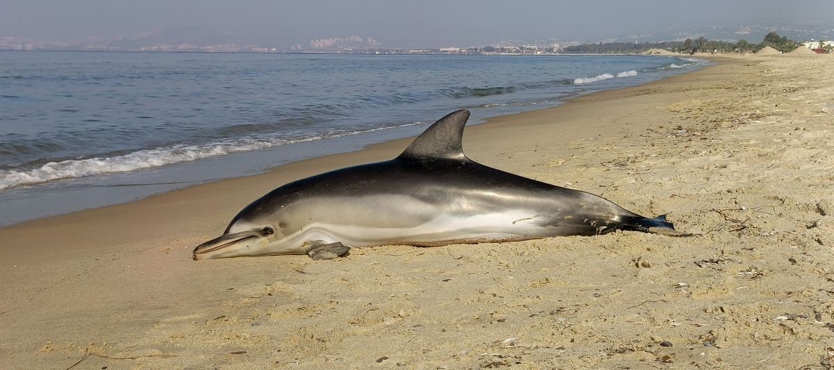 Kuşadası’nda yunus balığı karaya vurdu
