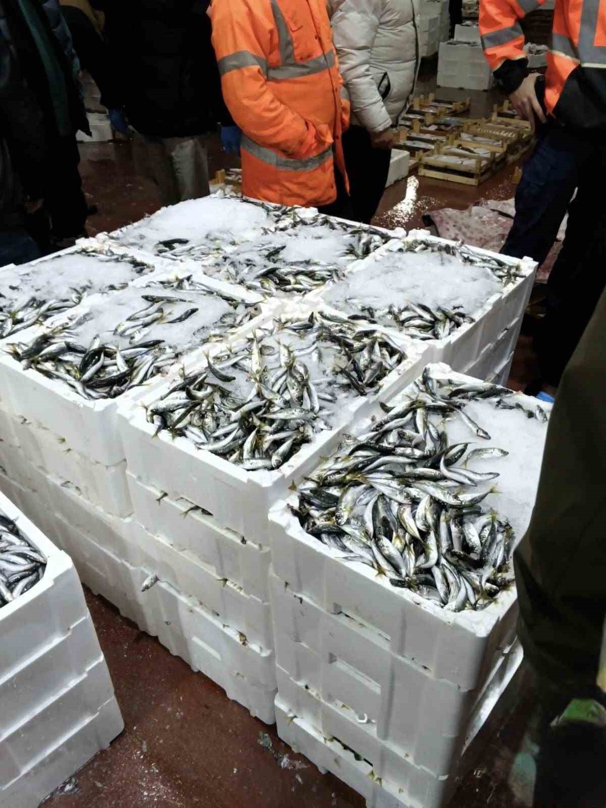 Bursa&rsquo;da balık halinde gece operasyonu...615 kilo istavrite el konuldu
