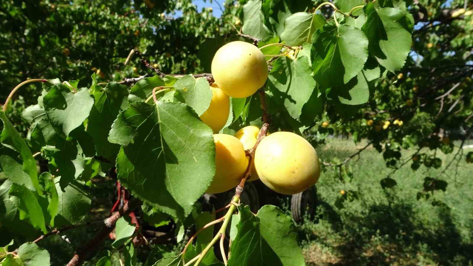 Malatya’da kuru kayısıda 11 ayda 275 milyon dolar gelir elde edildi
