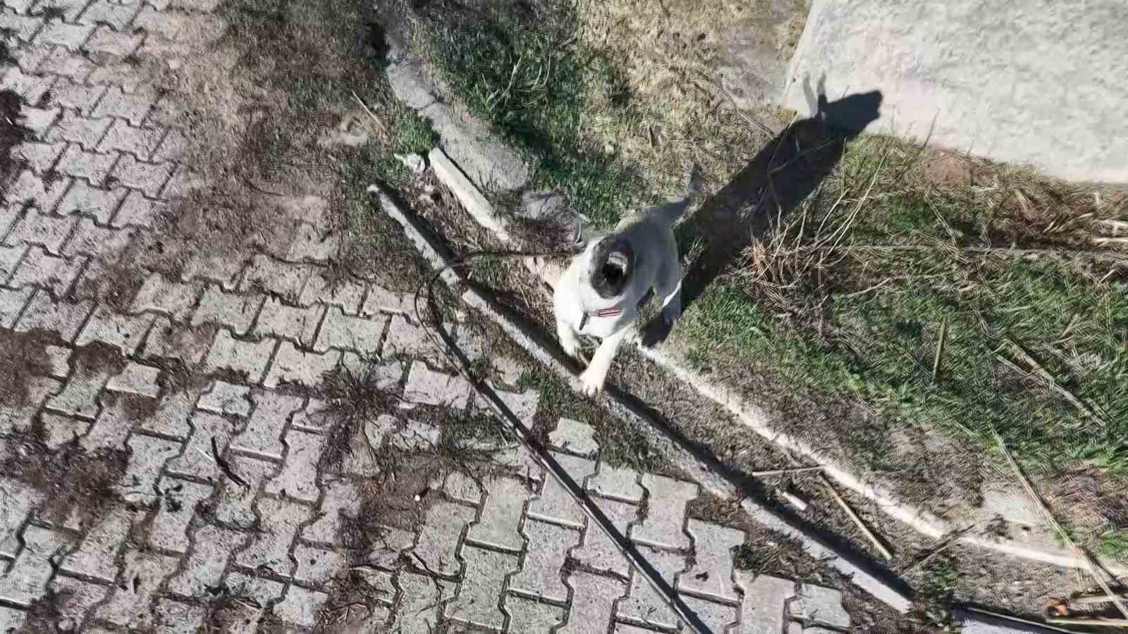 Yavru kangalın dronla imtihanı
