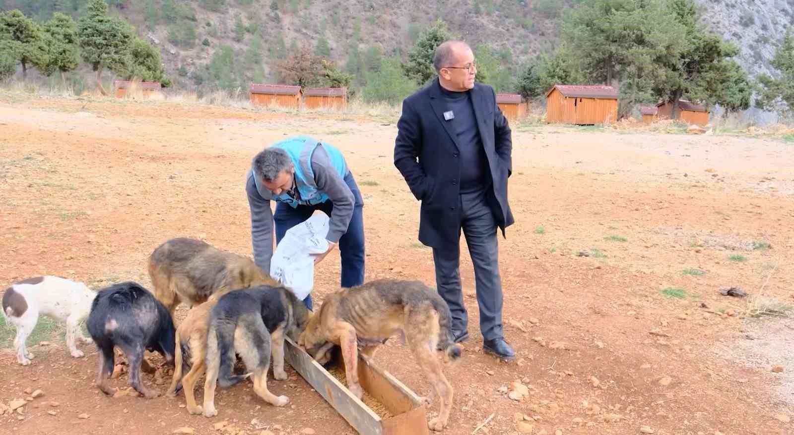 Sokak hayvanları sıcak yuvaya kavuştu
