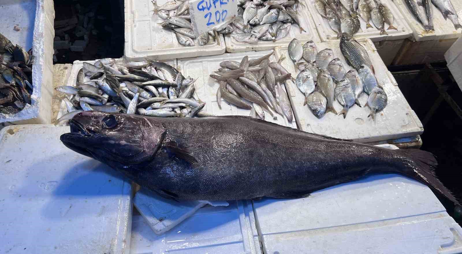 Akdeniz&rsquo;de 1,5 metrelik Atlas balığı yakalandı
