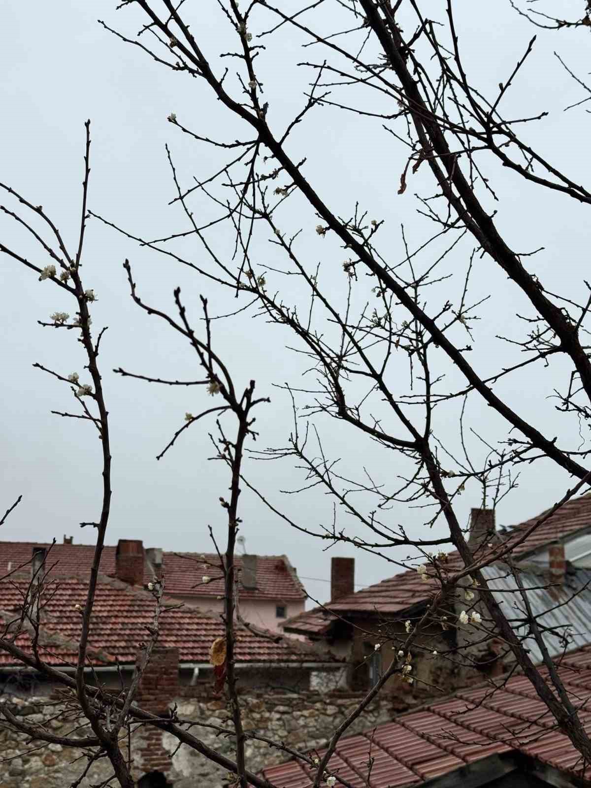 Eskişehir&rsquo;de kayısı ağacı Aralık ayında &ccedil;i&ccedil;ek a&ccedil;tı
