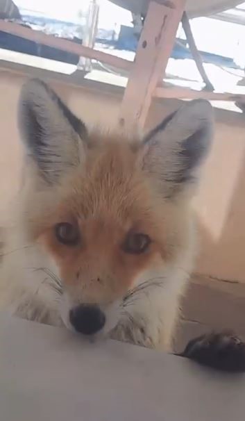 Tilki, bakımevini ziyaret etti
