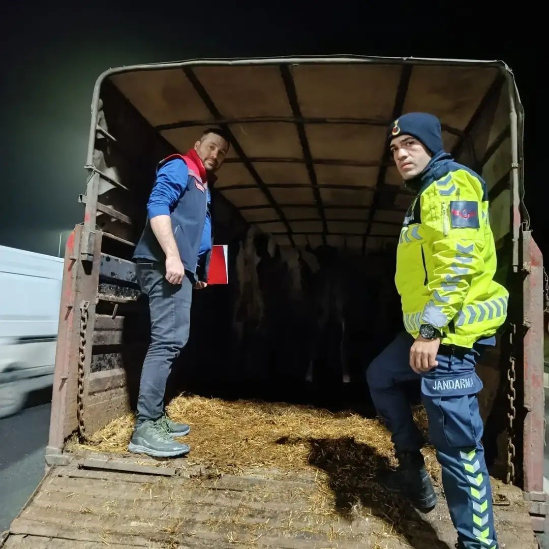 Belgesiz hayvan sevkine ceza: Hayvanlar işletmeye iade edildi
