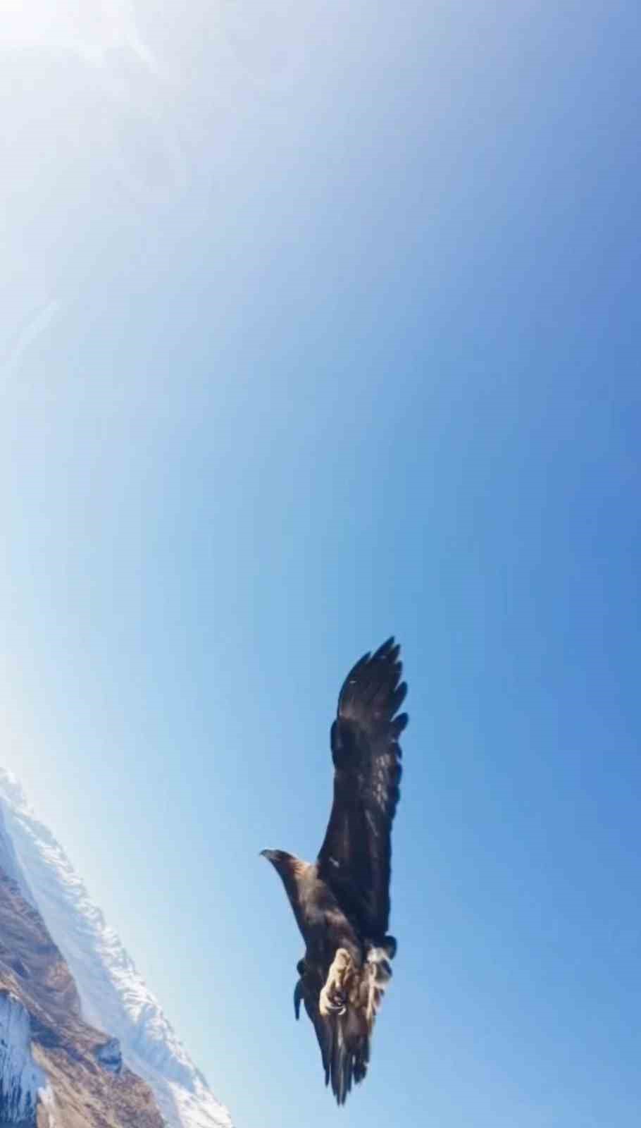 Kartal dronu kaptı, dağın zirvesine bıraktı: O anlar kamerada