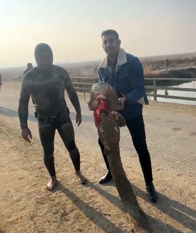 Olta yok, ağ yok: Karasu Çayı’nda çıplak elle yayın balığı avı