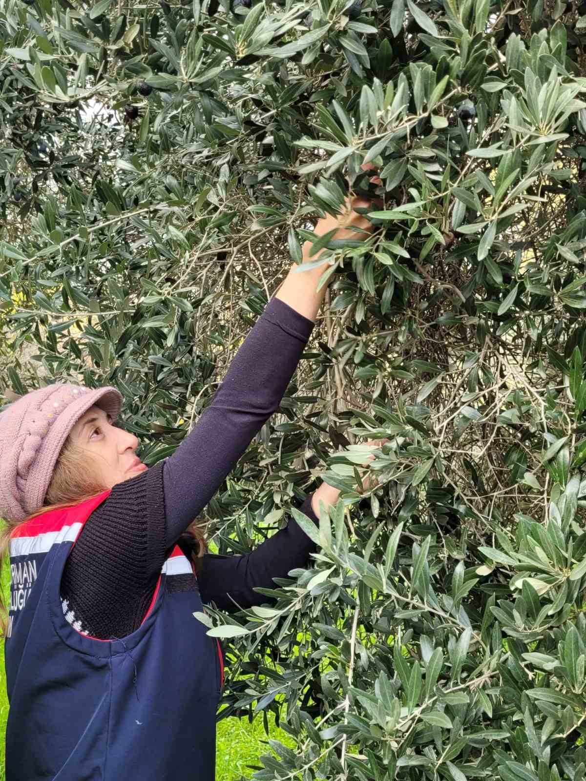 Buharkent&rsquo;te sağlıklı gıda i&ccedil;in pestisit denetimi
