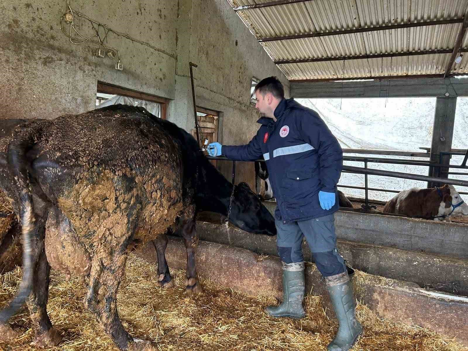 Tekirdağ&rsquo;da şap aşısı &ccedil;alışmaları aralıksız s&uuml;r&uuml;yor
