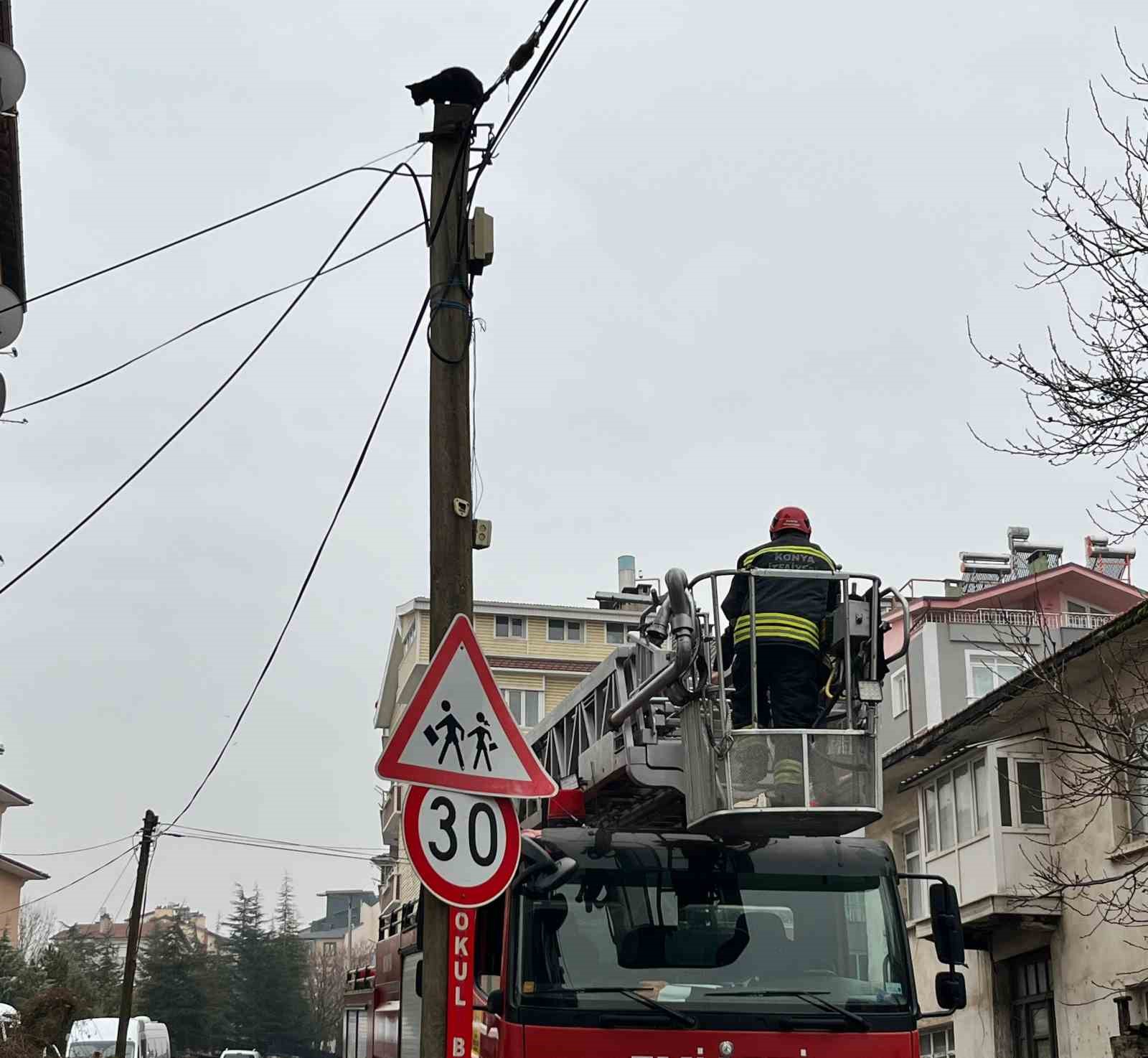 Beyşehir’de itfaiye merdiveni bu kez direğin tepesindeki kedi için uzatıldı