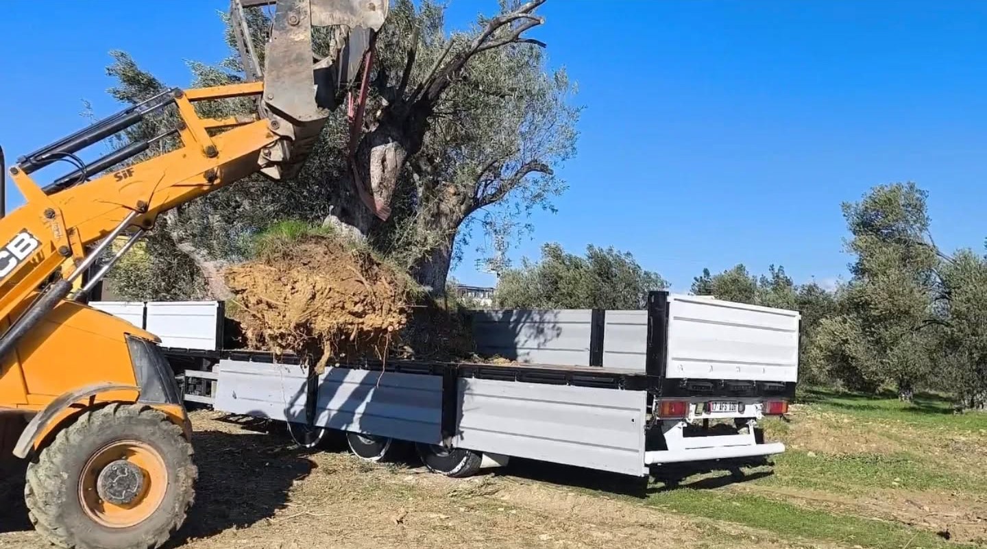Zeytin ağacı taşıyacaklara önemli uyarı: "İzinsiz işleme ceza var"