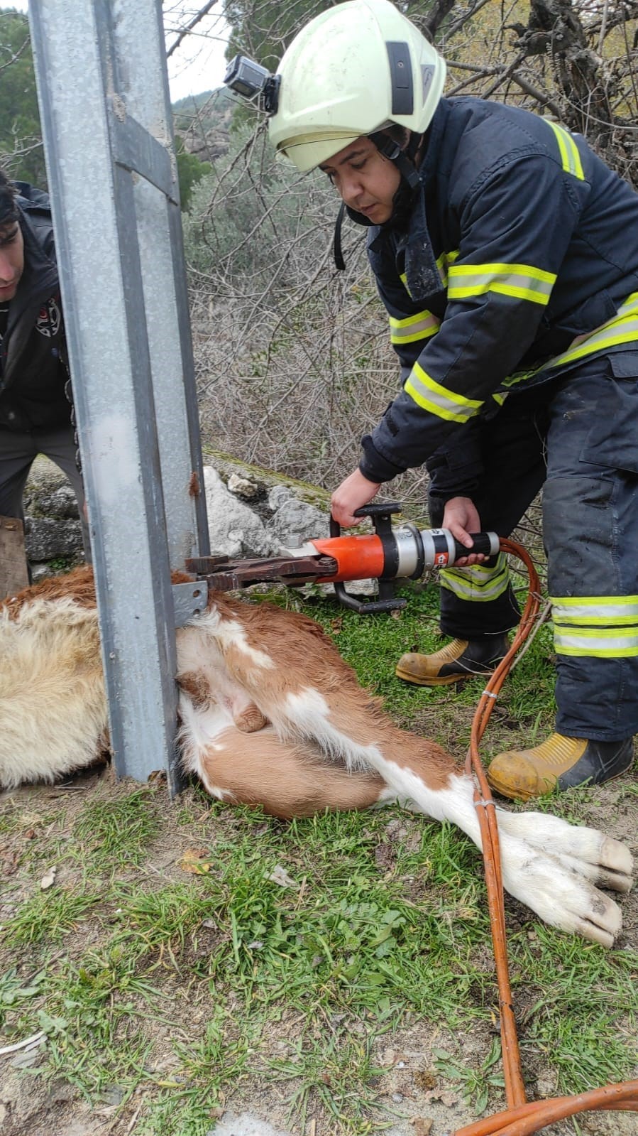 Aydınlatma direğine sıkışan buzağıyı itfaiye ekipleri kurtardı
