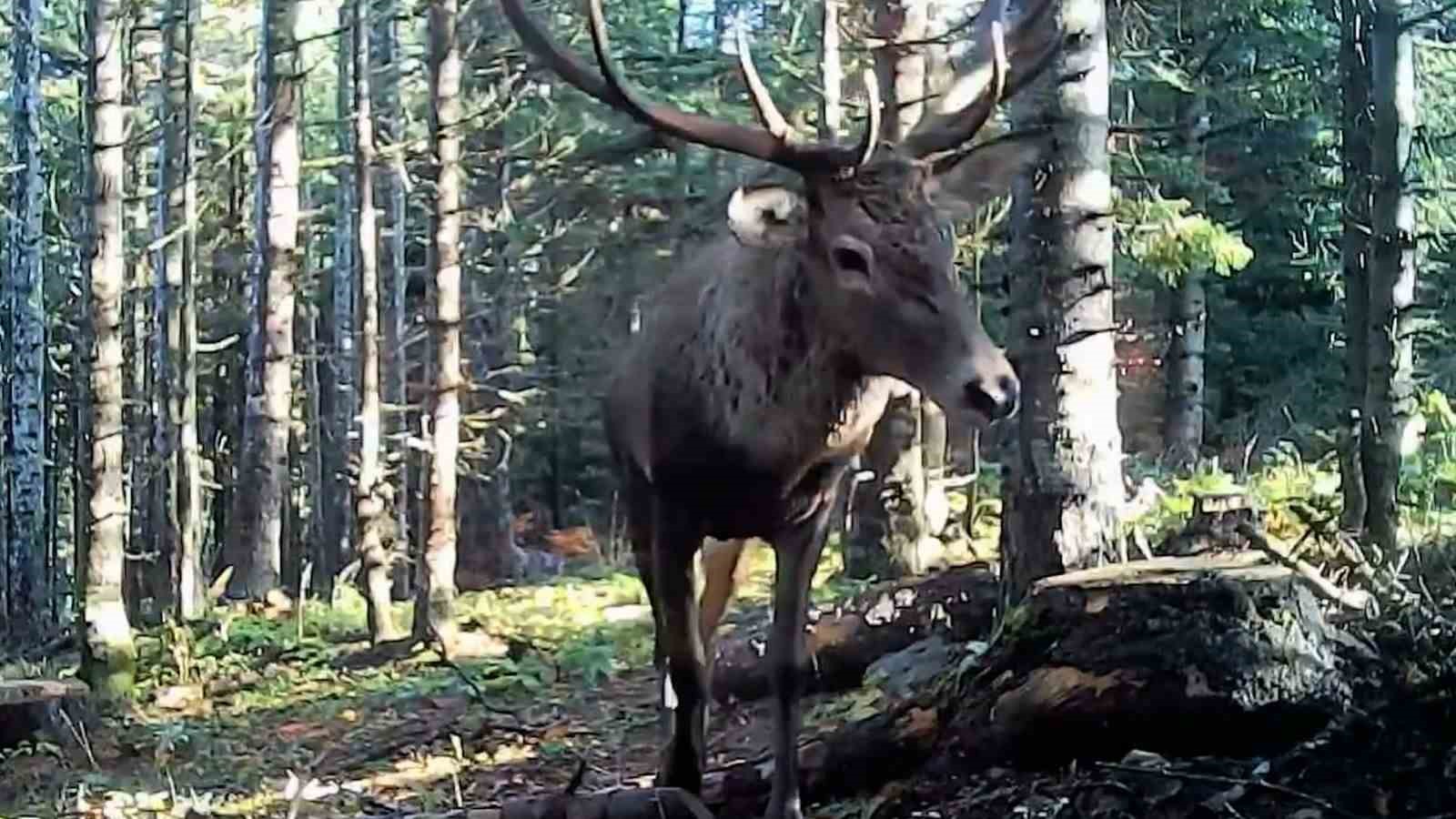 Bolu’nun yaban hayatı fotokapana yansıdı