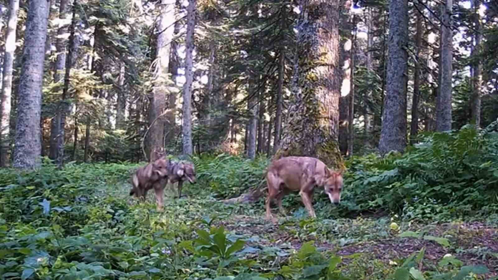 Bolu&rsquo;nun yaban hayatı fotokapana yansıdı
