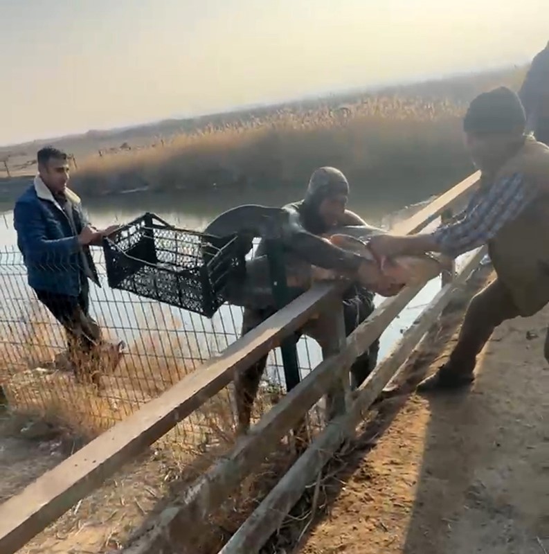 Olta yok, ağ yok: Karasu Çayı’nda çıplak elle yayın balığı avı