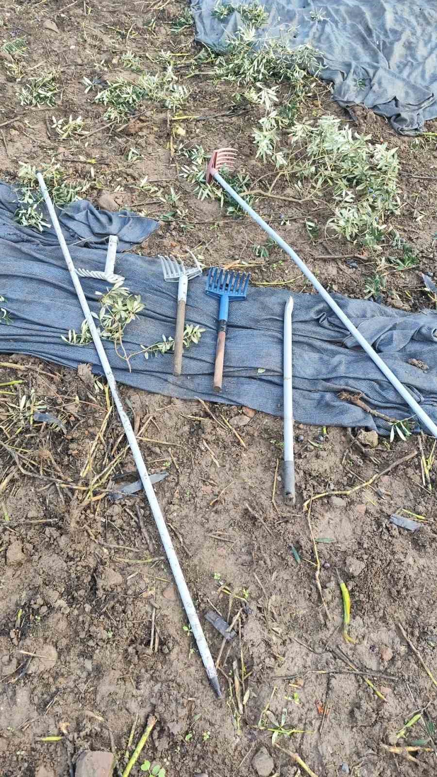 Zeytinleri dalından çaldılar