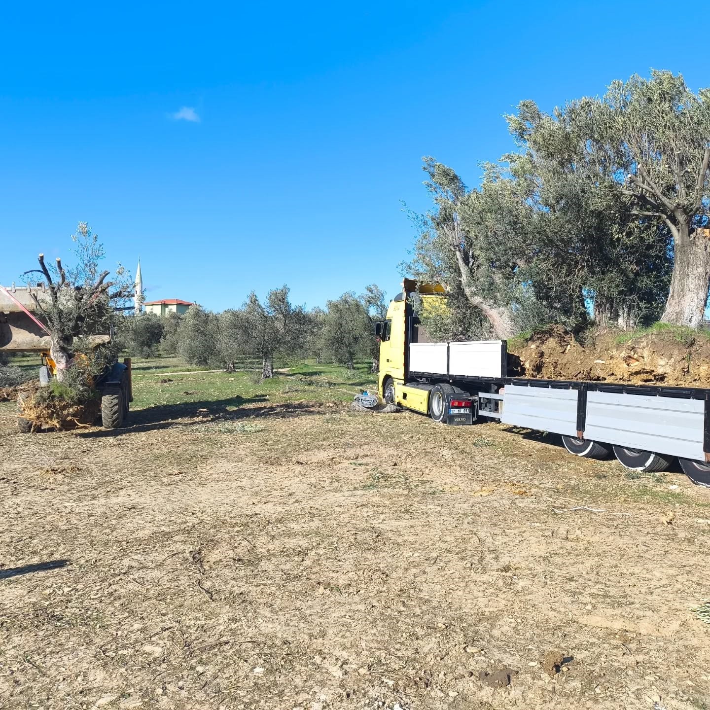 Zeytin ağacı taşıyacaklara &ouml;nemli uyarı: "İzinsiz işleme ceza var"
