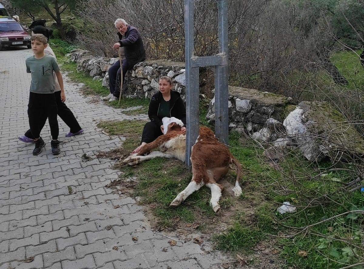 Aydınlatma direğine sıkışan buzağıyı itfaiye ekipleri kurtardı