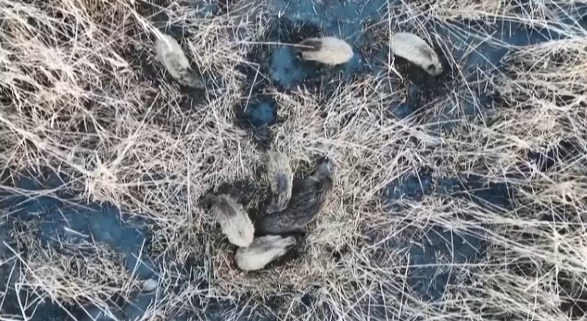 Kars&rsquo;ta yumak halinde uyuyan domuz ailesi g&ouml;r&uuml;nt&uuml;lendi
